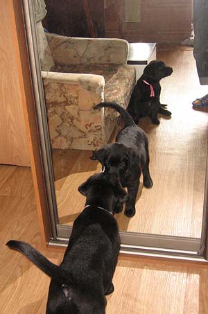 Черные щенки лабрадора у зеркала