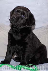 Черный щенок лабрадора Лана