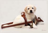 Фото для фонда - Собаки помощники инвалидов