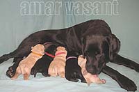 Амар Васант Дива Доминика со своими щенками