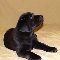 чёрный щенок лабрадора
