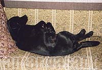 Черный лабрадор Соня любит спать на диване
