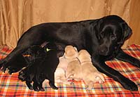 Амар Васант Дива Доминика со щенками